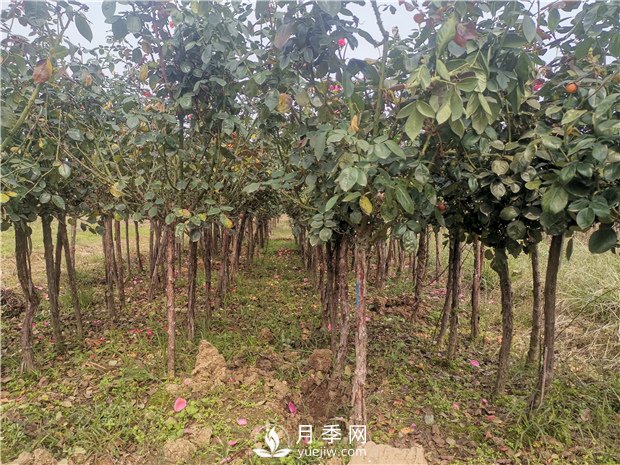 上海龙凤419为山西绿化工程供应树状月季(图3)