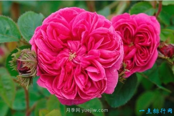 世界上十种最美的玫瑰花 ＂玫瑰皇后＂排第二(图9)