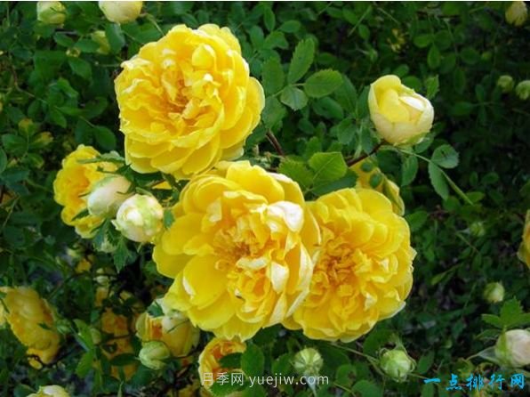 世界上十种最美的玫瑰花 ＂玫瑰皇后＂排第二(图5)