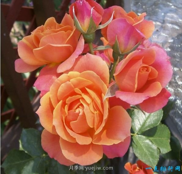 世界上十种最美的玫瑰花 ＂玫瑰皇后＂排第二(图3)