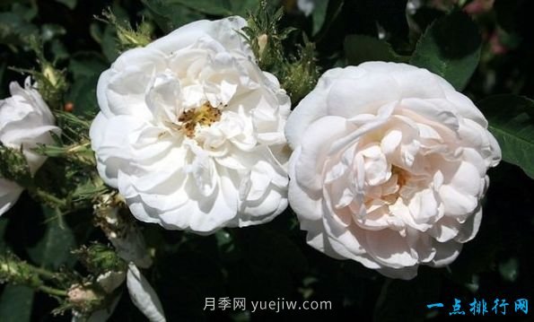 世界上十种最美的玫瑰花 ＂玫瑰皇后＂排第二(图6)