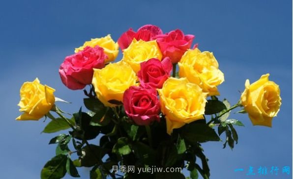 世界上十种最美的玫瑰花 ＂玫瑰皇后＂排第二(图10)
