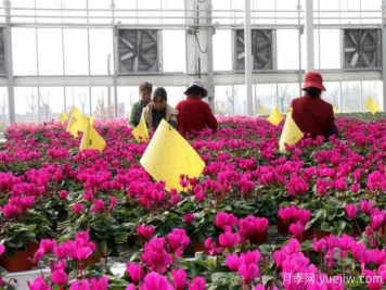 扬州高邮：每天发货30万株，花工厂绽放乡村振兴致富花