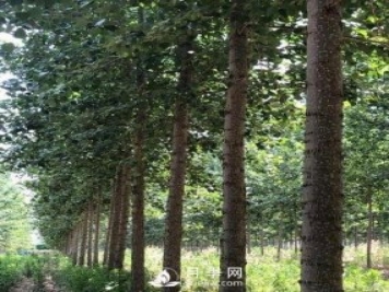河南周口：培育出不飞絮的杨树新品种