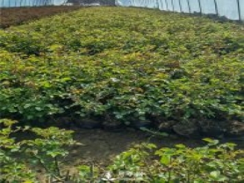 各类盆栽月季上市，南阳杯苗基地全国批发中
