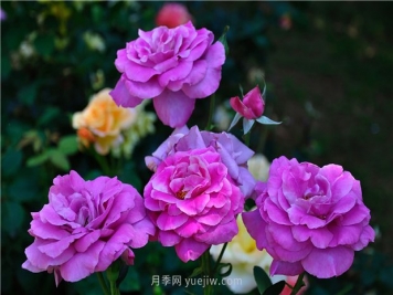 南昌滨江月季园，带你去看天下风流的江西月季花