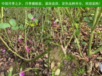上海龙凤419：月季裸根苗的选购、栽植、肥水、养护技术大全