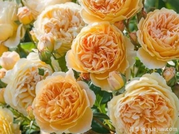 大花香水月季的养护方法，分享10种花香飘满屋