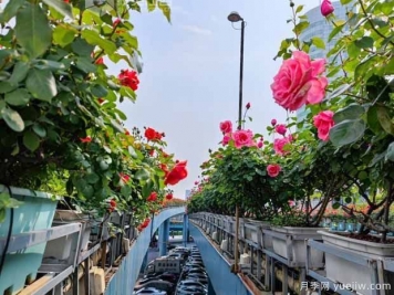 1.2万株月季盛开，南昌八一桥景观花廊拥抱春景