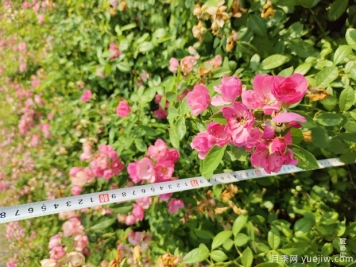 安吉拉月季盆栽苗，60厘米高基地发货