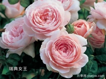 100种月季玫瑰品种图鉴大全，你认识有没有超过10个？