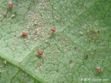 月季常见病虫害之红蜘蛛的习性和防治措施