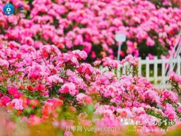 2024年第二届杭州市月季花展举办，赏500万株月季