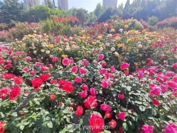 郑州月季公园40万株月季竞相绽放，感受花漾生活