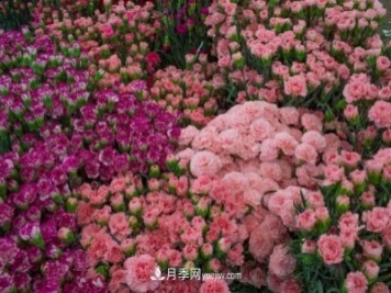 中国6大花市，全国花卉批发市场介绍