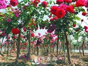 新品“月季树”为北京市花添色彩，居然引种自南阳内乡