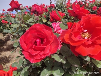 月季、玫瑰、蔷薇分别是什么？如何区别？