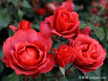 21朵玫瑰：不只是浪漫，还藏着这些深意