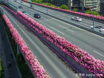 杭州高架月季初开，2024年又到走花路时间