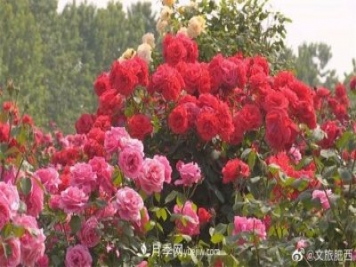 肥西县三河镇百亩树状月季园：花开正艳，产业增收