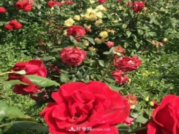 山西运城农民柳庚申建当地精品月季园，种植300多个月季花品种