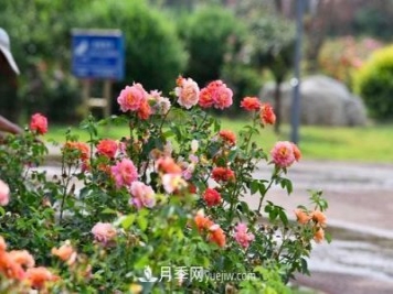 200多种月季花，花卉新品种丰富寿光城市园林色彩